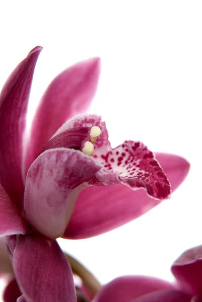 Fiore di orchidea rosa primo piano — Foto Stock