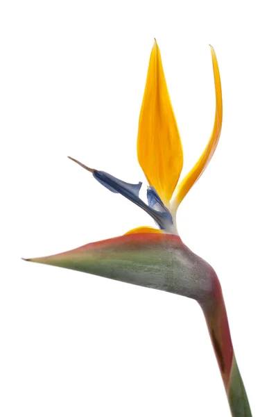 Птах райської квітки (Strelitzia reginae) ізольовано на білому б — стокове фото