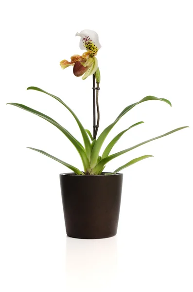 Hermosa orquídea (Paphiopedilum Maudiae ) — Foto de Stock