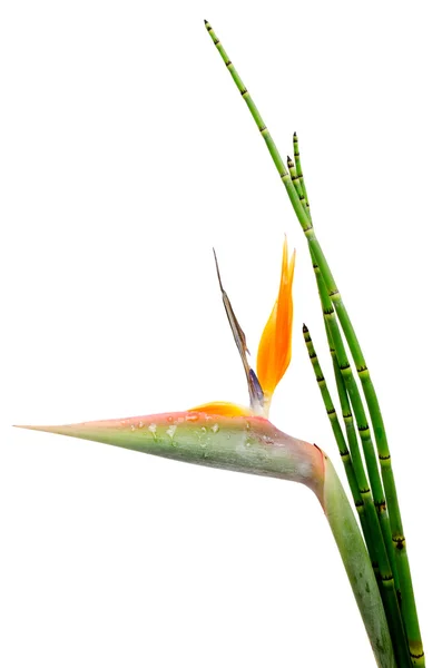 Strelitzia reginae a reed — Stock fotografie