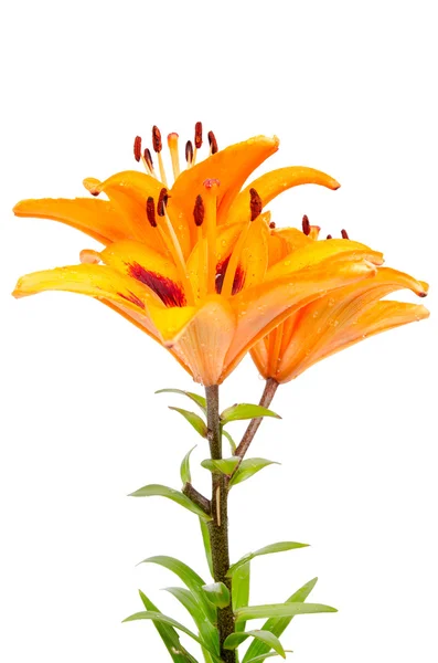 Orange lilies — Stockfoto