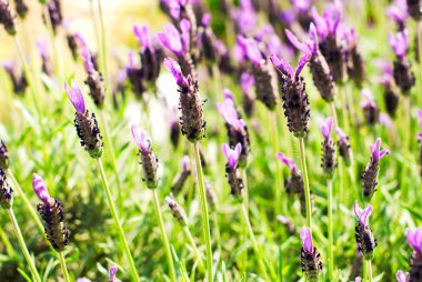 Heather Calluna vulgaris bush