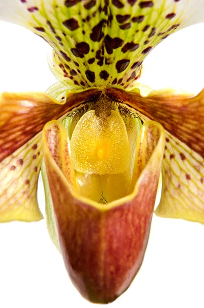 Nahaufnahme von Orchideen (paphiopedilum maudiae)) — Stockfoto