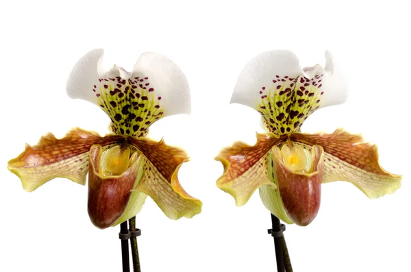 Крупный план орхидеи (Paphiopedilum Maudiae ) — стоковое фото