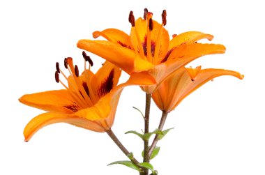 Orange lilies