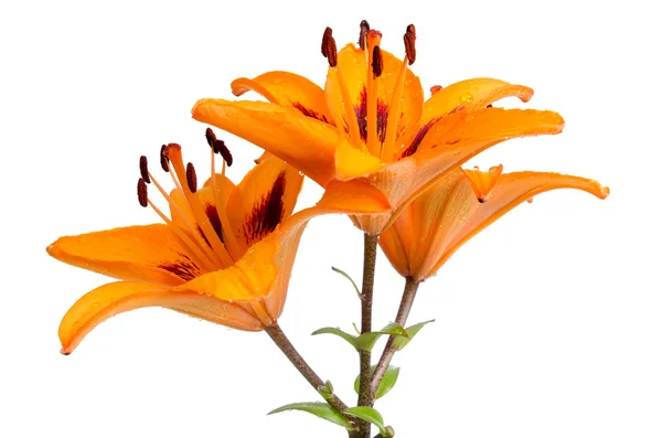 橙色的百合花 — 图库照片