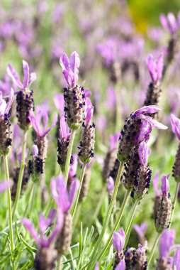 Heather Calluna vulgaris bush