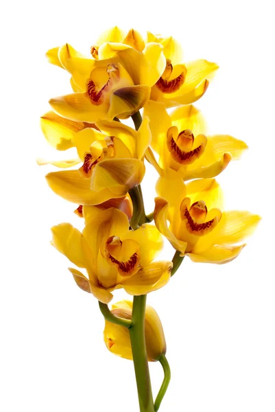Frische leuchtend gelbe Orchidee — Stockfoto
