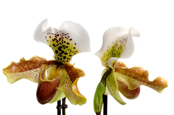 Bliska (Paphiopedilum Maudiae orchidea) — Zdjęcie stockowe