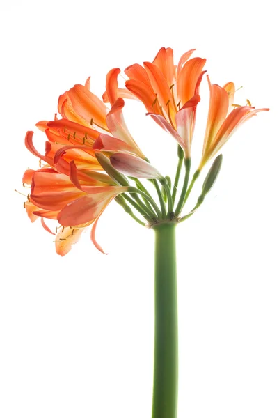 Orange lilys — Stock Photo, Image