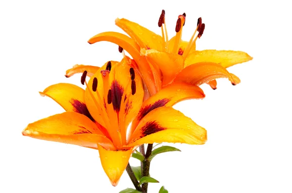 Oranžové lilie květiny — Stock fotografie