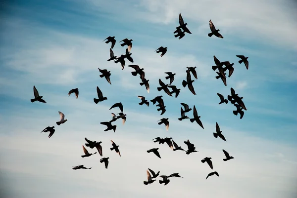 Silhouettes of pigeons — Stock Photo, Image