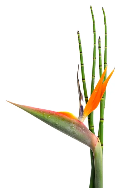 Strelitzia Reginae e cana — Fotografia de Stock