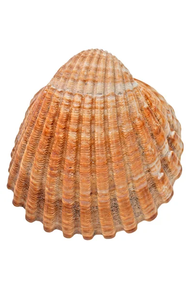 Sea conch — Stock Photo, Image