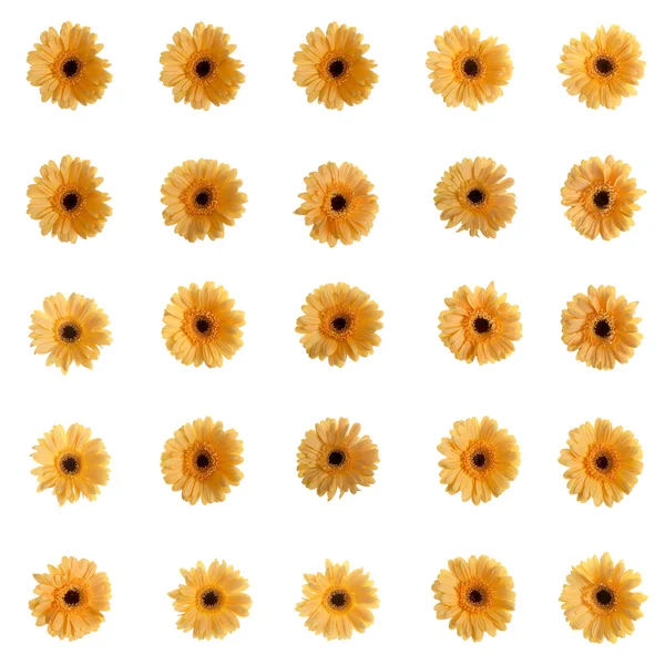 Gelbe Gerbera-Blüten — Stockfoto