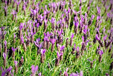 Heather Calluna vulgaris bush