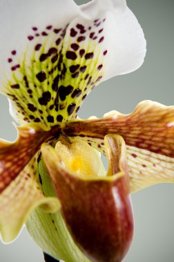 Close up of orchid (Paphiopedilum Maudiae) clipart