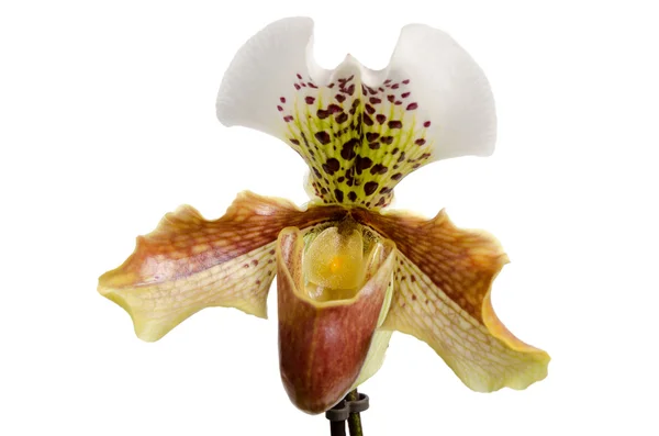 İşler orkide (Paphiopedilum Maudiae, yakın çekim) — Stok fotoğraf