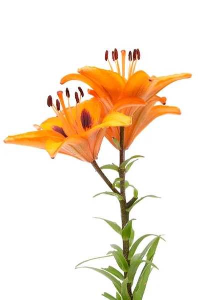 Oranje lelie bloemen — Stockfoto