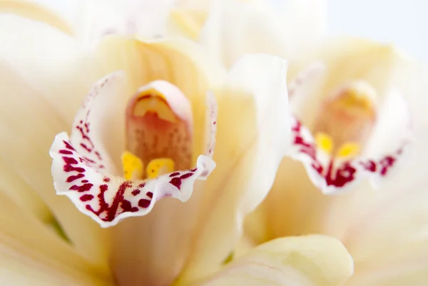 Primo piano del fiore del Orchid, messa a fuoco selettiva — Foto Stock