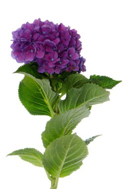 Lacecap Hydrangea (macrophylla normalis) clipart