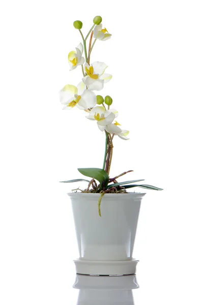 Hermosa orquídea blanca en una olla — Foto de Stock