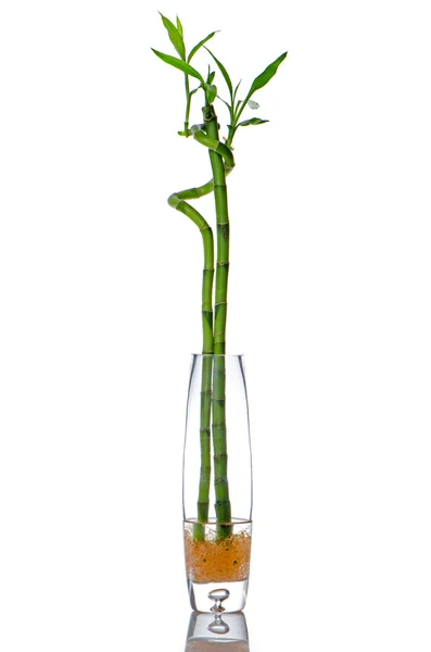 Glassflaske med bambus – stockfoto