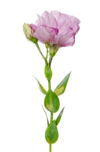 Vakker rosa blomst – stockfoto