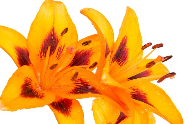 주황색 백합 — 스톡 사진