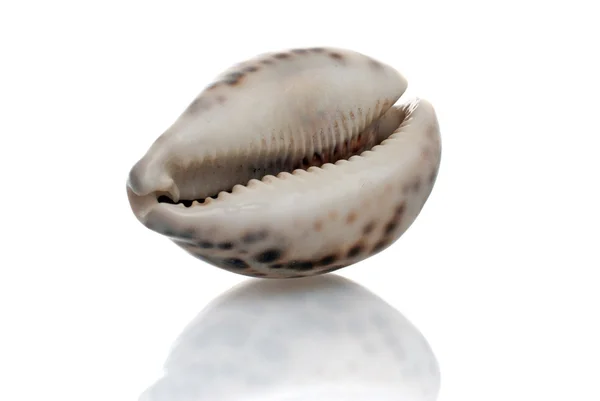 Seashell met donkere vlekken — Stockfoto
