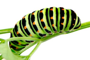 Swallowtail caterpillar clipart