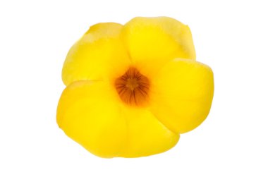 Sarı çiçekli mandevilla