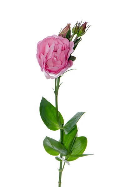 Красивих рожева квітка — стокове фото