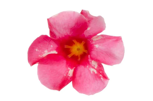 Flor rosa Mandevilla —  Fotos de Stock