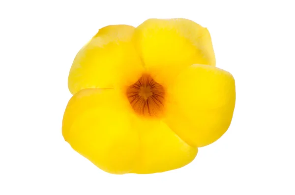 Gele bloei mandevilla — Stockfoto