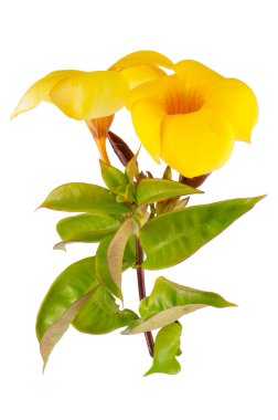 Yellow flowering Mandevilla clipart