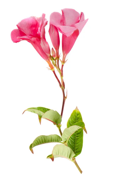 Rosafarbene Dipladenia-Sonnenblume — Stockfoto