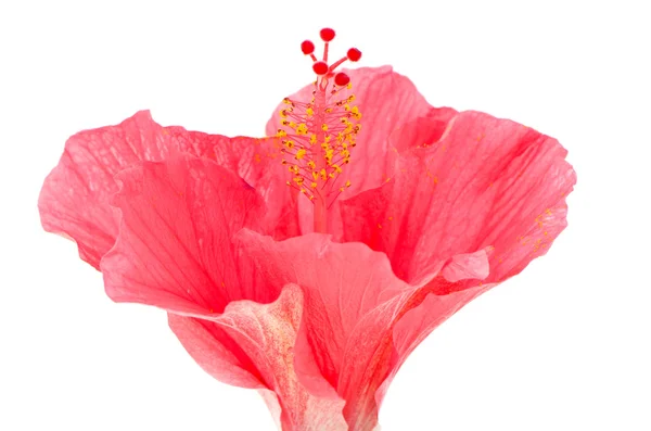 Flor de hibisco rosa detalle —  Fotos de Stock
