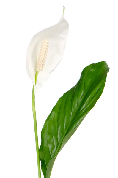 Красива біла квітка антиуріо — стокове фото