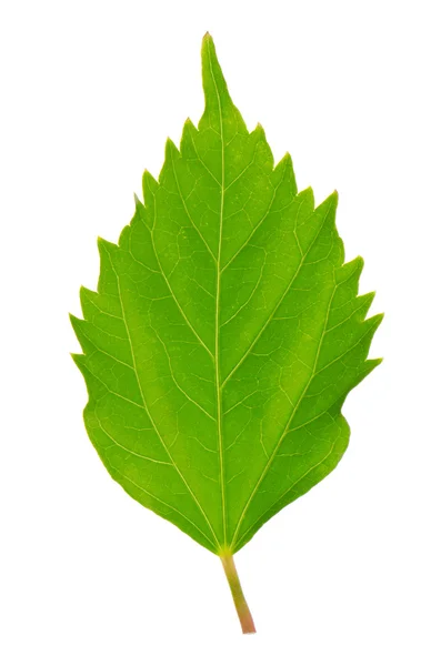 Hibiscus leaf — Stock Photo, Image