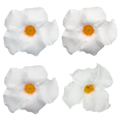 White flowering Mandevilla clipart