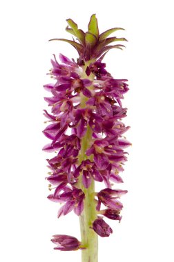 eucomis çiçek