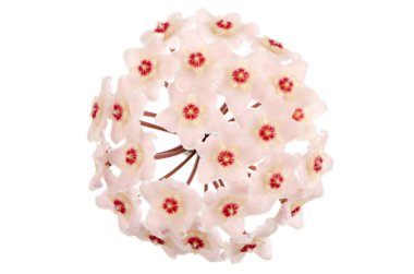 Hoya carnosa çiçek