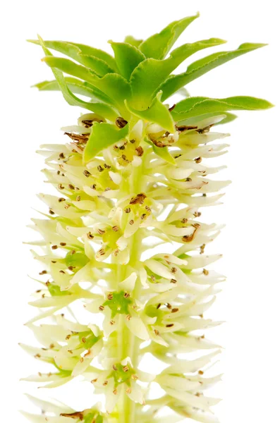 Eucomis flower — Stock Photo, Image
