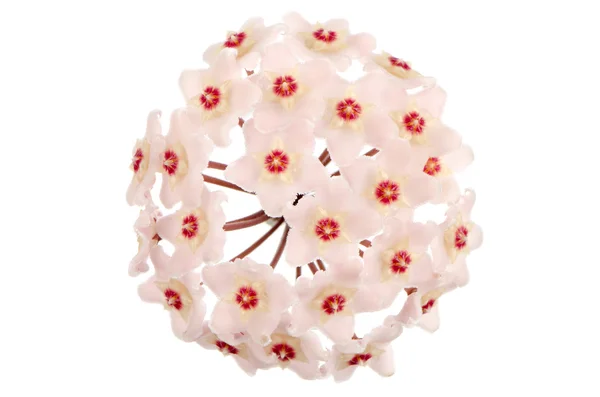 Hoya carnosa çiçek — Stok fotoğraf