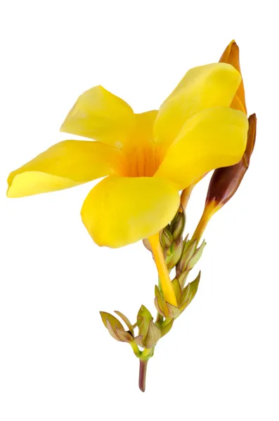 Όμορφοι ανθίζοντας κίτρινο mandevilla — Φωτογραφία Αρχείου