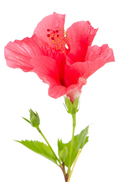 Bunga kembang sepatu merah muda yang indah — Stok Foto