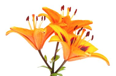 Orange lily flowers clipart