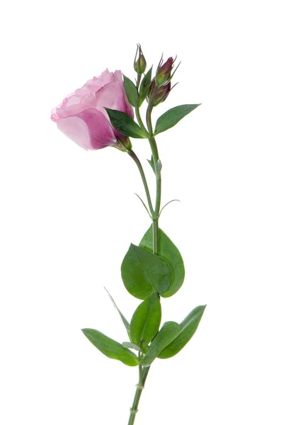 Hermosa flor rosa —  Fotos de Stock