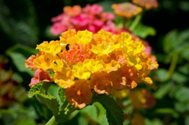 Lantana çiçek